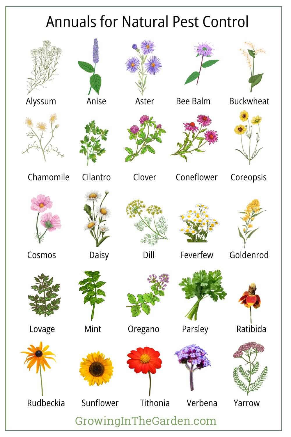 Chart of 24 annual flowers and herbs labeled for natural pest control, each shown with an illustration.