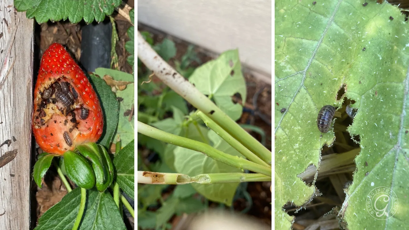 Three images show garden plants with pest damage: bugs on a strawberry, a damaged stem, and holes in leaves.