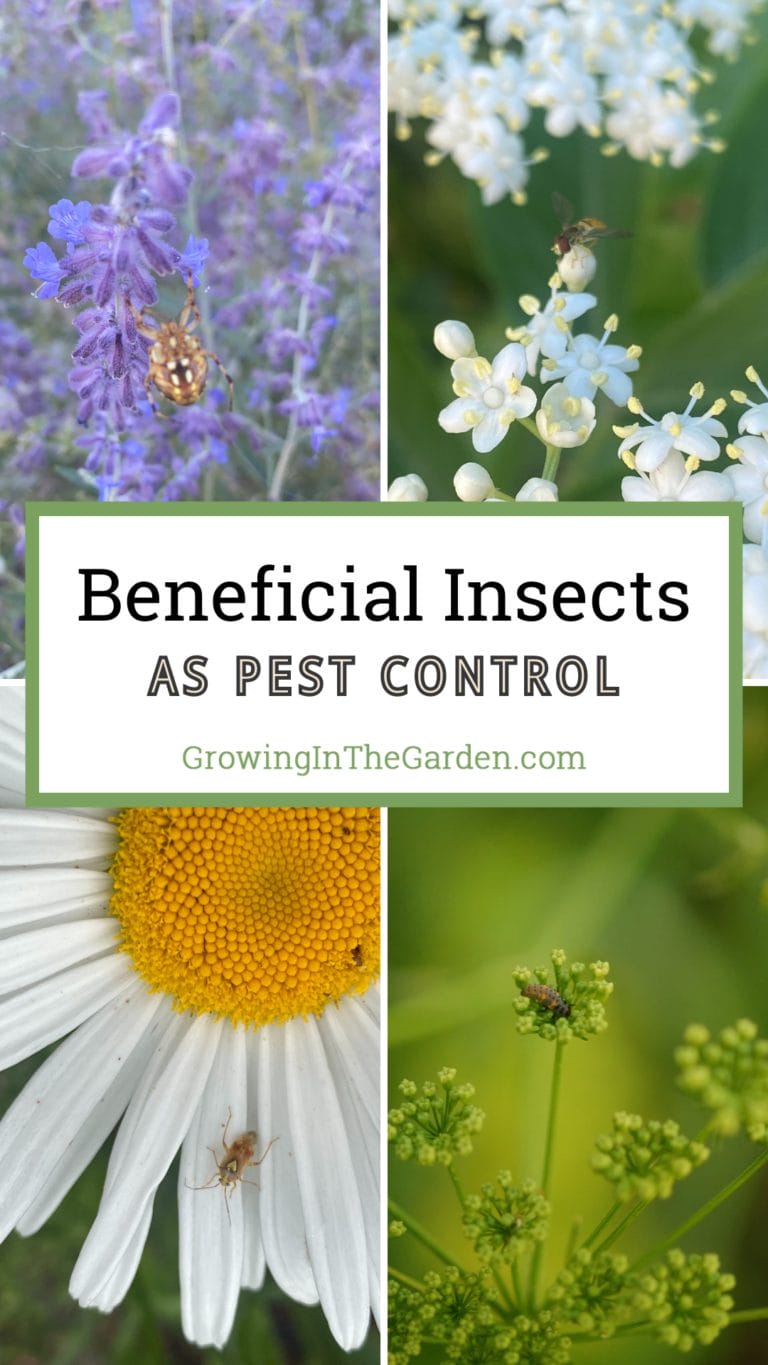 Beneficial Insects as Natural Pest Control - Growing In The Garden