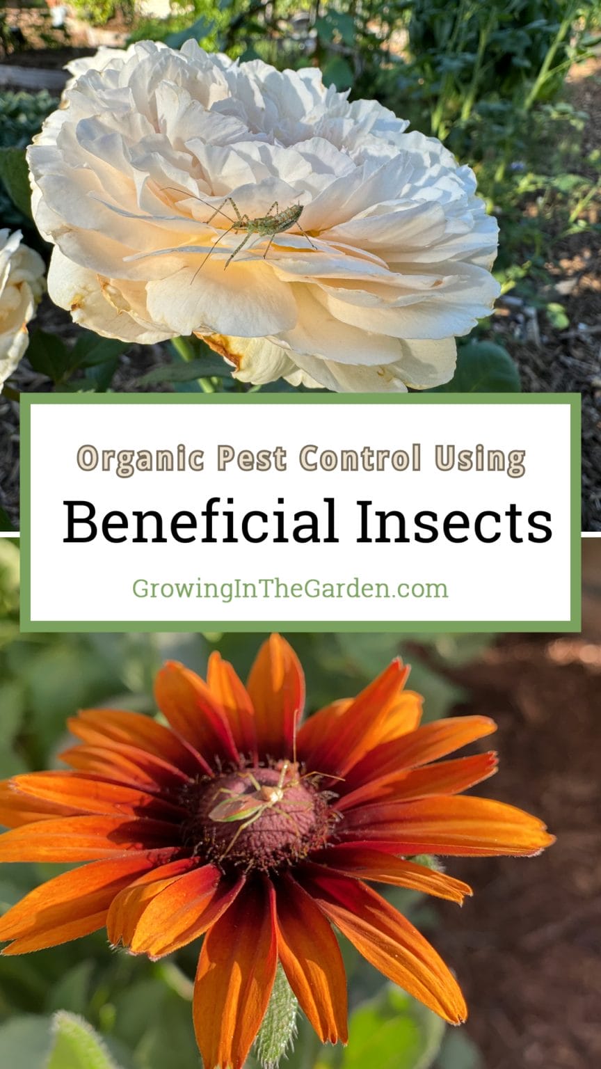 Beneficial Insects as Natural Pest Control - Growing In The Garden