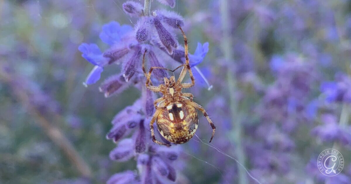 A brown spider with white markings hangs on a purple flower, surrounded by blurred lavender blooms.