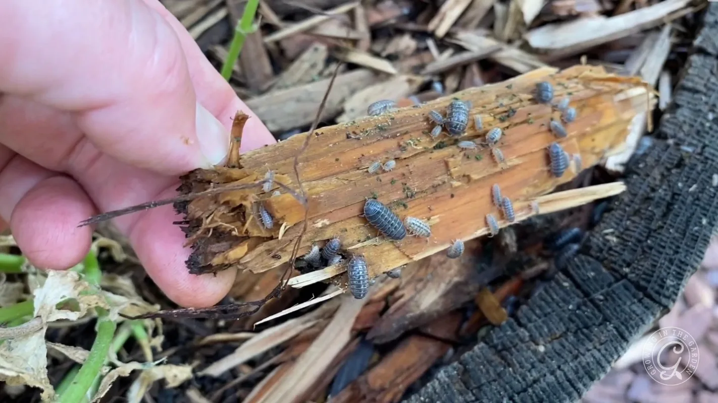 A hand holding a piece of mulch covered with several small gray pill bugs and wood shavings.