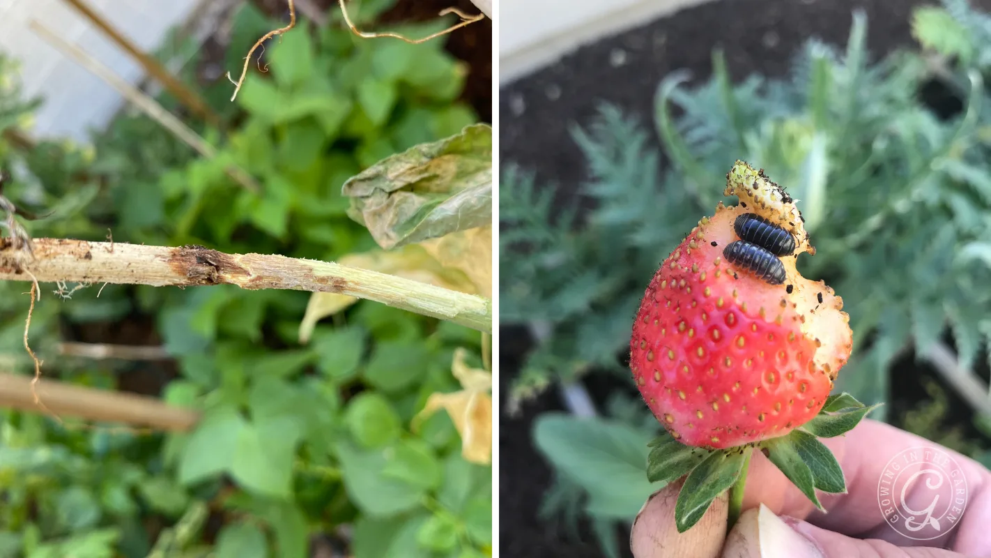 Left: Damaged plant stem; right: strawberry with black caterpillars eating its top, held in a hand.