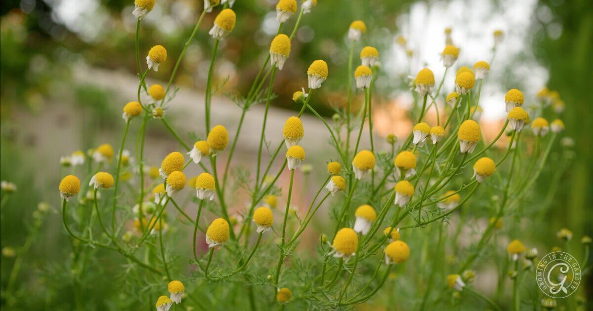 Annual & Perennial Plants to Attract Beneficial Insects & Pollinators