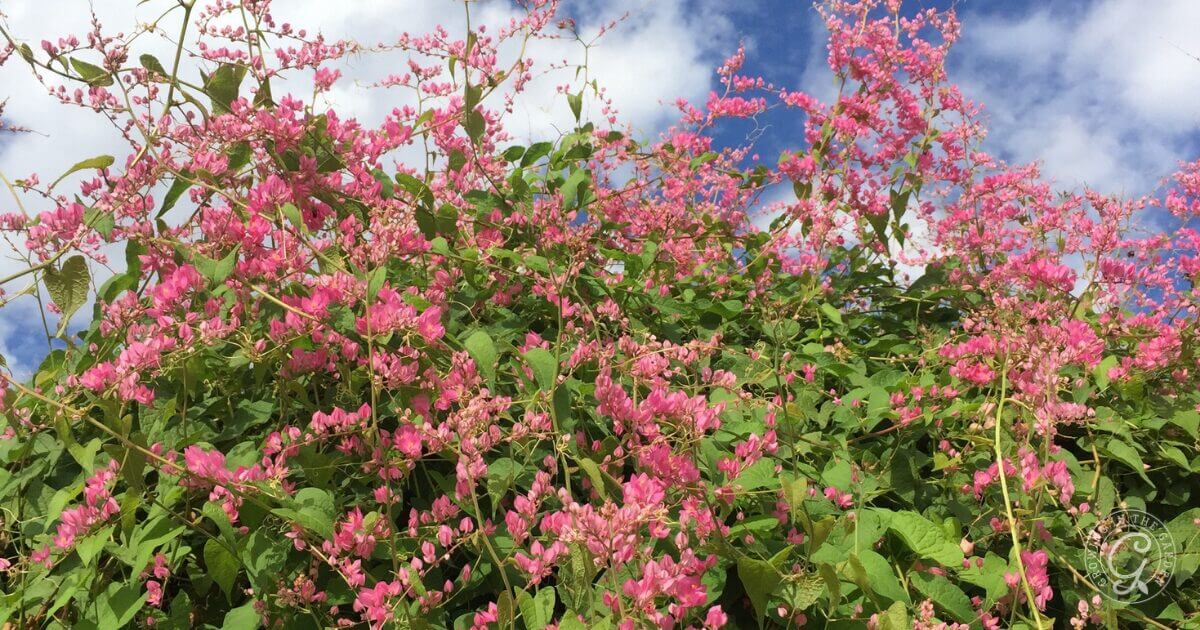 Annual & Perennial Plants to Attract Beneficial Insects & Pollinators