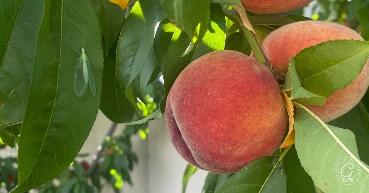 A ripe peach hangs from a tree branch surrounded by green leaves in sunlight.