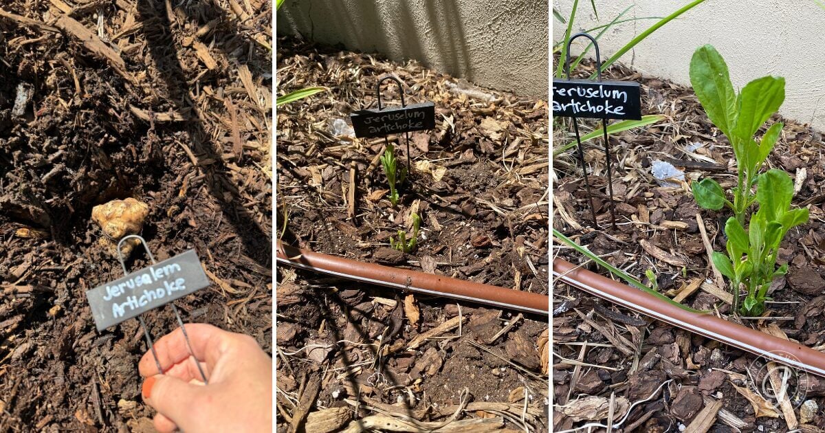 Three side-by-side photos show the growth of a Jerusalem artichoke plant: the tuber in soil, a sprout emerging, and a leafy plant, each labeled. A helpful visual for those learning how to grow sunchokes or interested in How to Grow Jerusalem Artichokes.