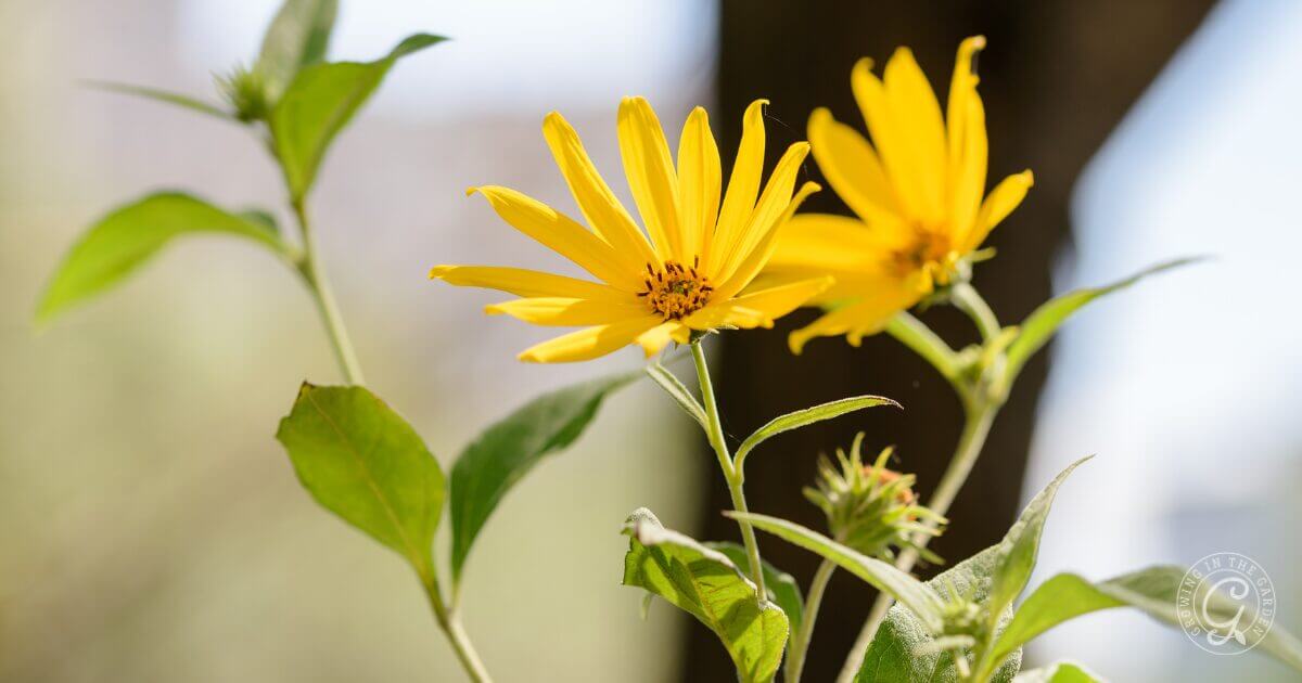 Jerusalem Artichoke Flower