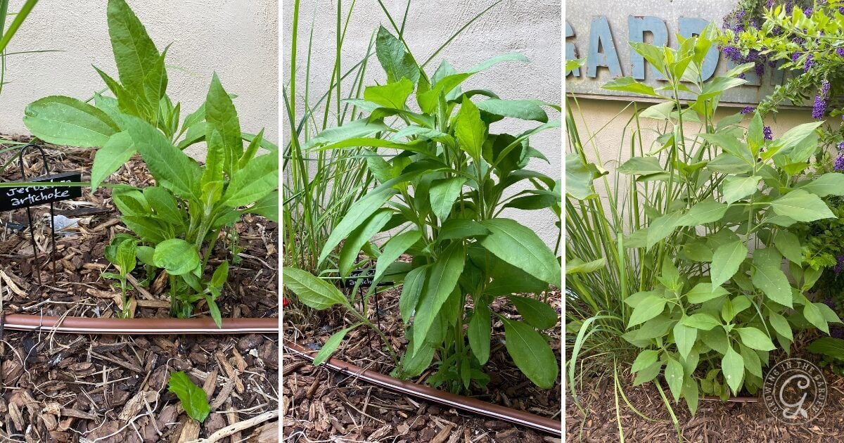 Three side-by-side photos show the growth stages of a Jerusalem artichoke plant, illustrating how to grow sunchokes from a small seedling to a tall, leafy plant, all thriving in mulch near a garden sign.