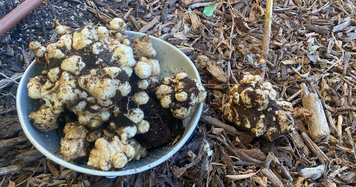 How to Grow Jerusalem Artichokes