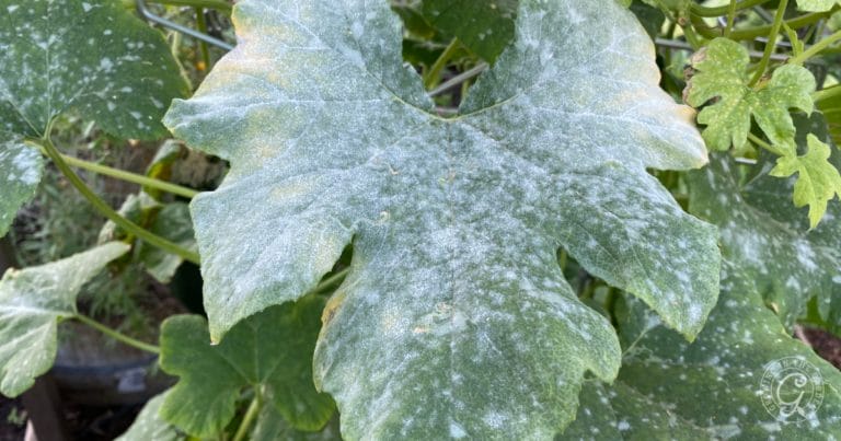 Large green leaf covered in white powdery spots, indicating a fungal infection, surrounded by other green leaves.