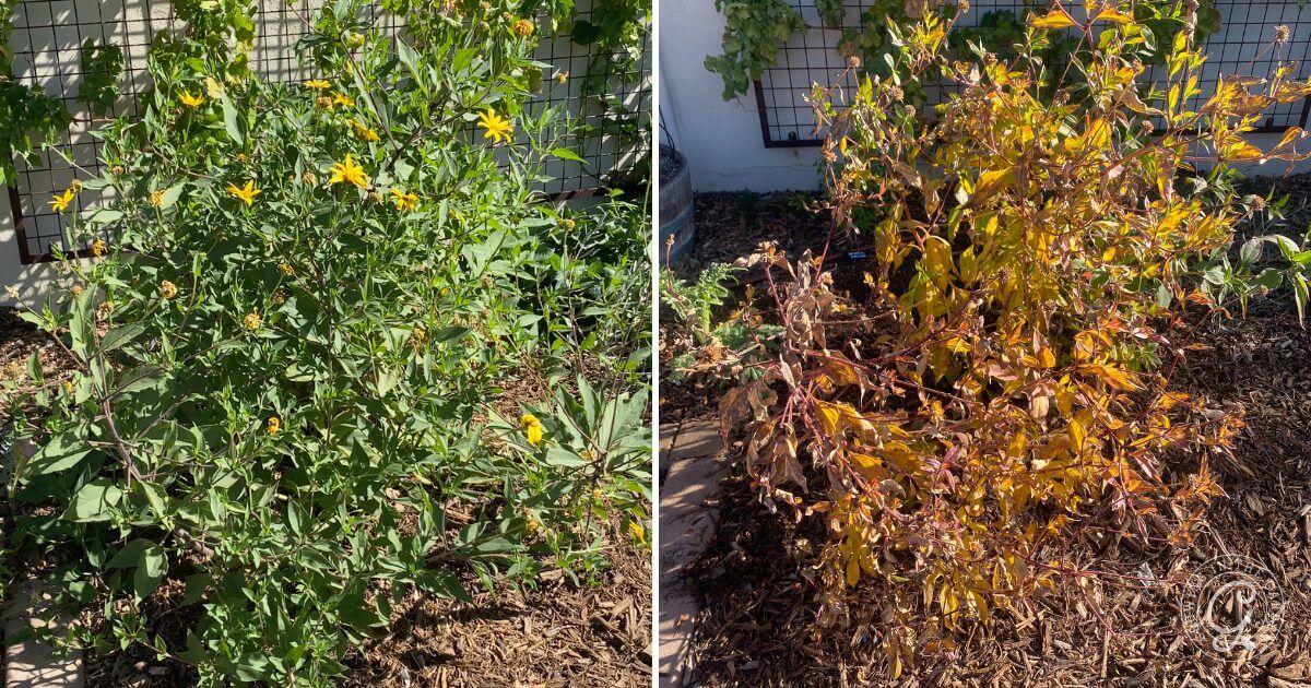 Jerusalem artichoke flowering and dying back