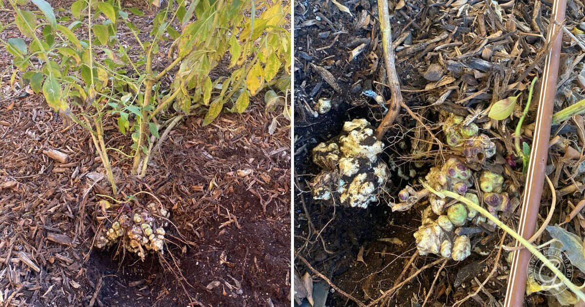 Jerusalem artichoke growing tubers below ground