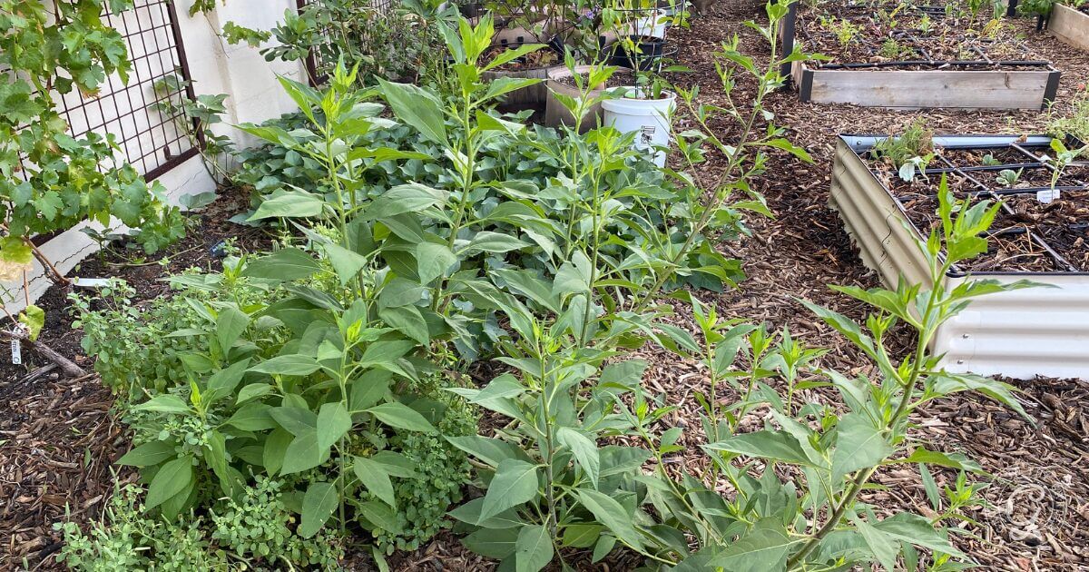 Jerusalem artichoke plant before flowering