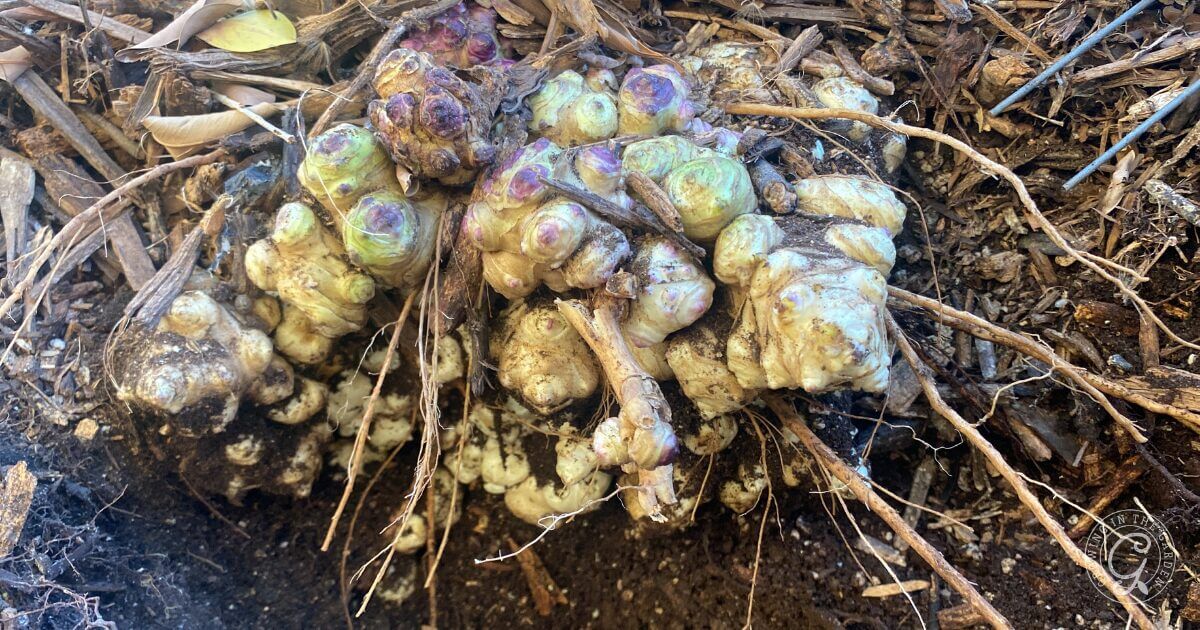 Jerusalem artichoke tubers developing