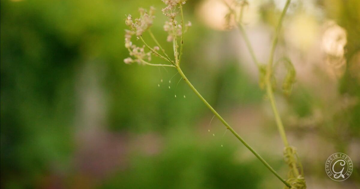 Close-up of delicate wildflowers with water droplets, set against a soft-focus green background.