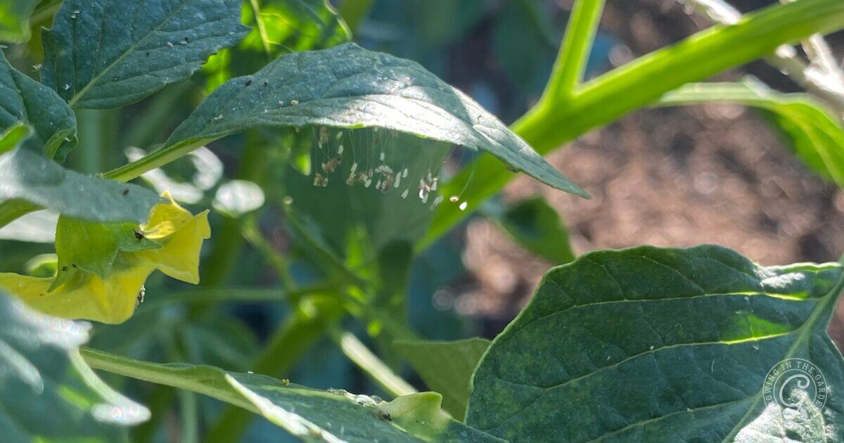 Close-up of green leaves with small white insect eggs lined up on a leaf, in bright sunlight.