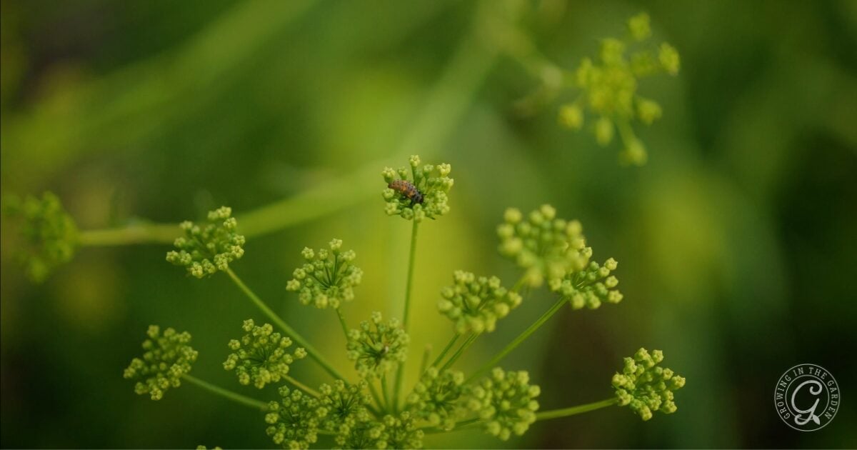 Ladybug larvae