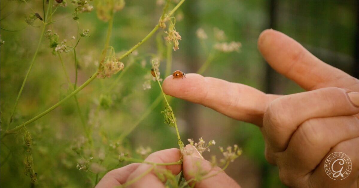 A person’s finger gently touches a plant, with a ladybug perched on the fingertip.