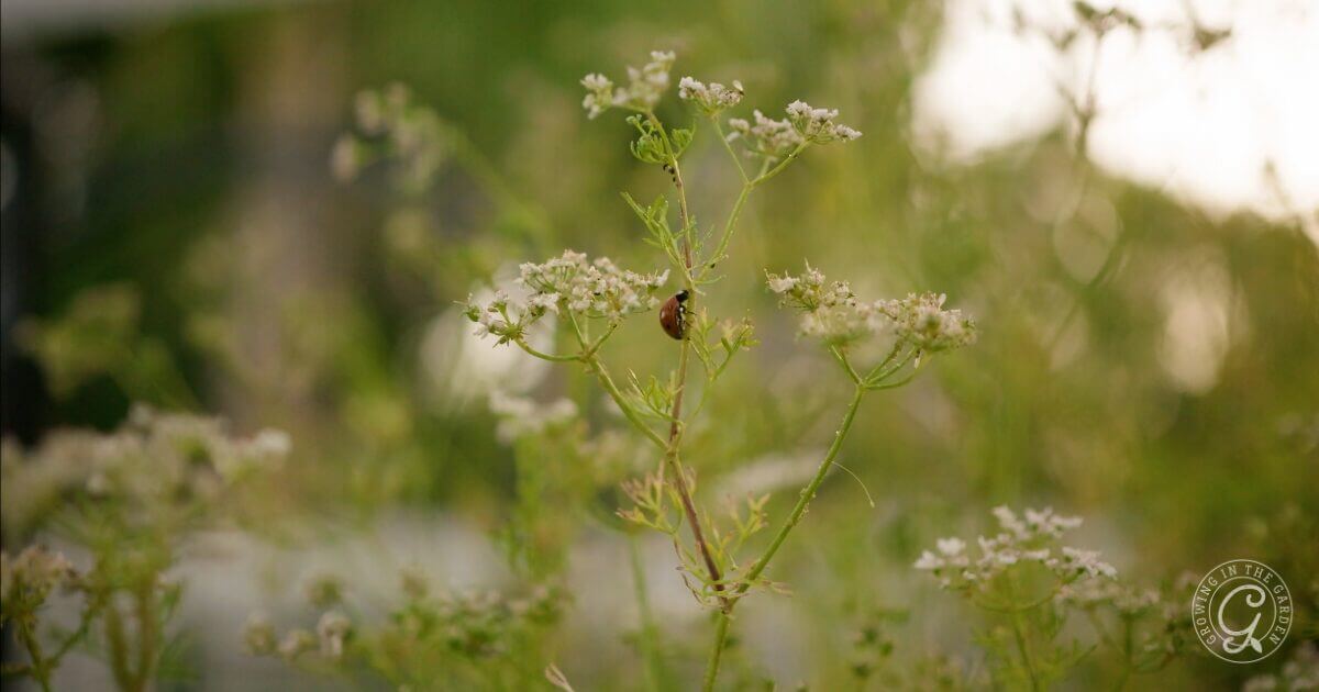 A small beetle sits on delicate white flowers among green foliage in soft natural light.