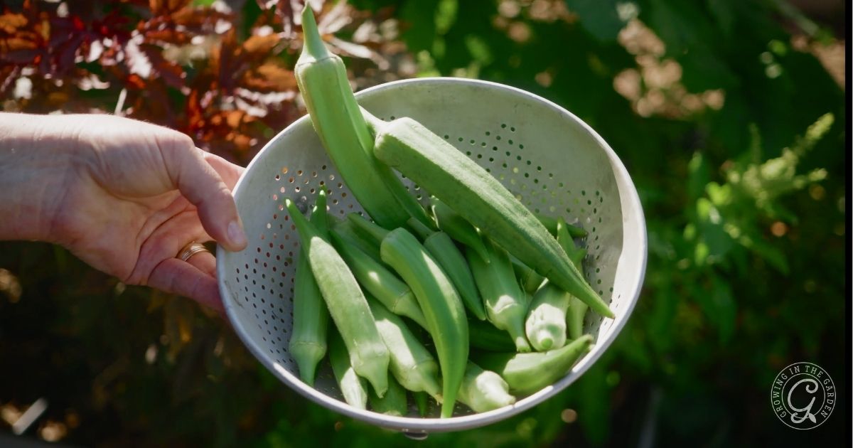 okra harvest