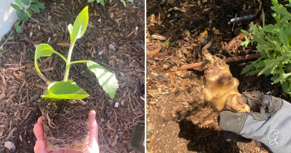 Plant Jerusalem artichoke from transplant or tuber