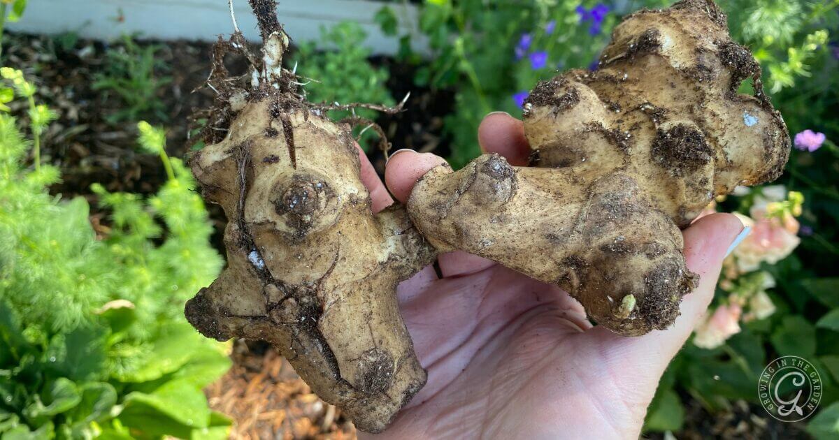 Plant Jerusalem artichoke tubers