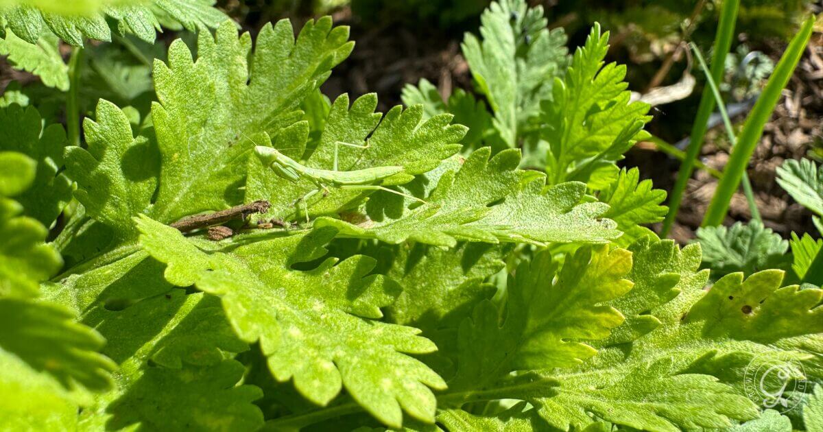 A small green praying mantis camouflaged among bright green cilantro leaves in a garden.
