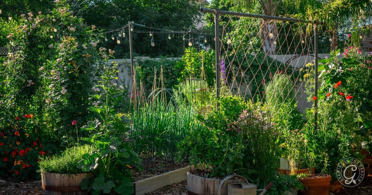Lush backyard garden with flowers, herbs, string lights, and raised beds on a sunny day.