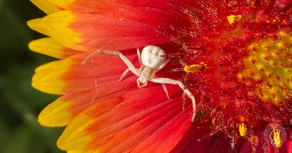 A white crab spider on a vibrant orange and yellow flower petal, with pollen visible nearby.