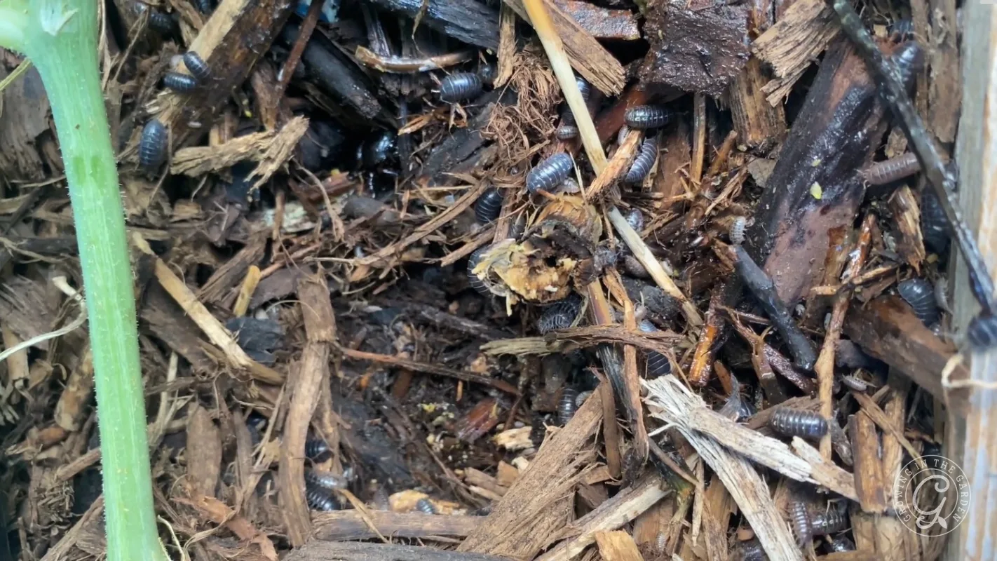 Close-up of damp, broken wood mulch with several pill bugs crawling among the pieces.