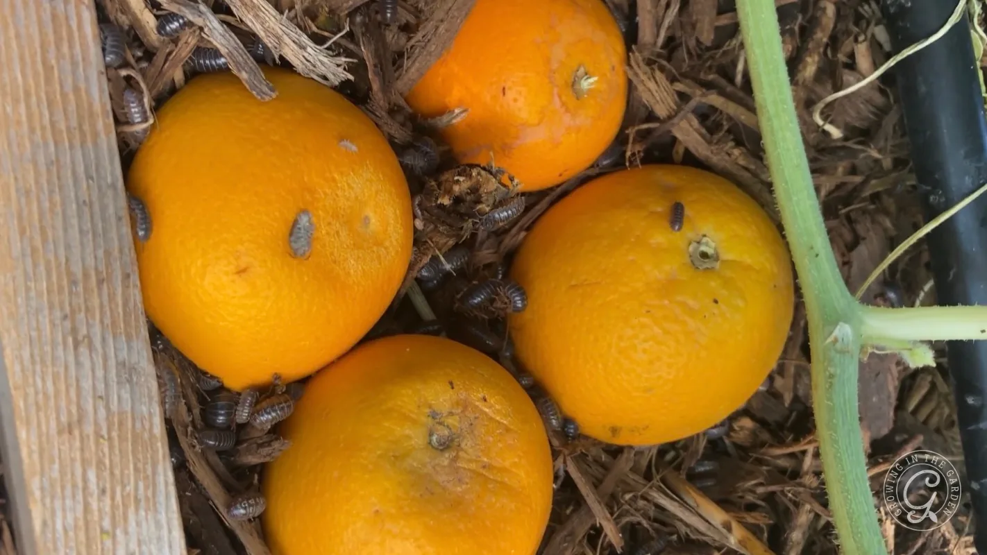 Four oranges on mulch with pill bugs crawling on their surfaces.