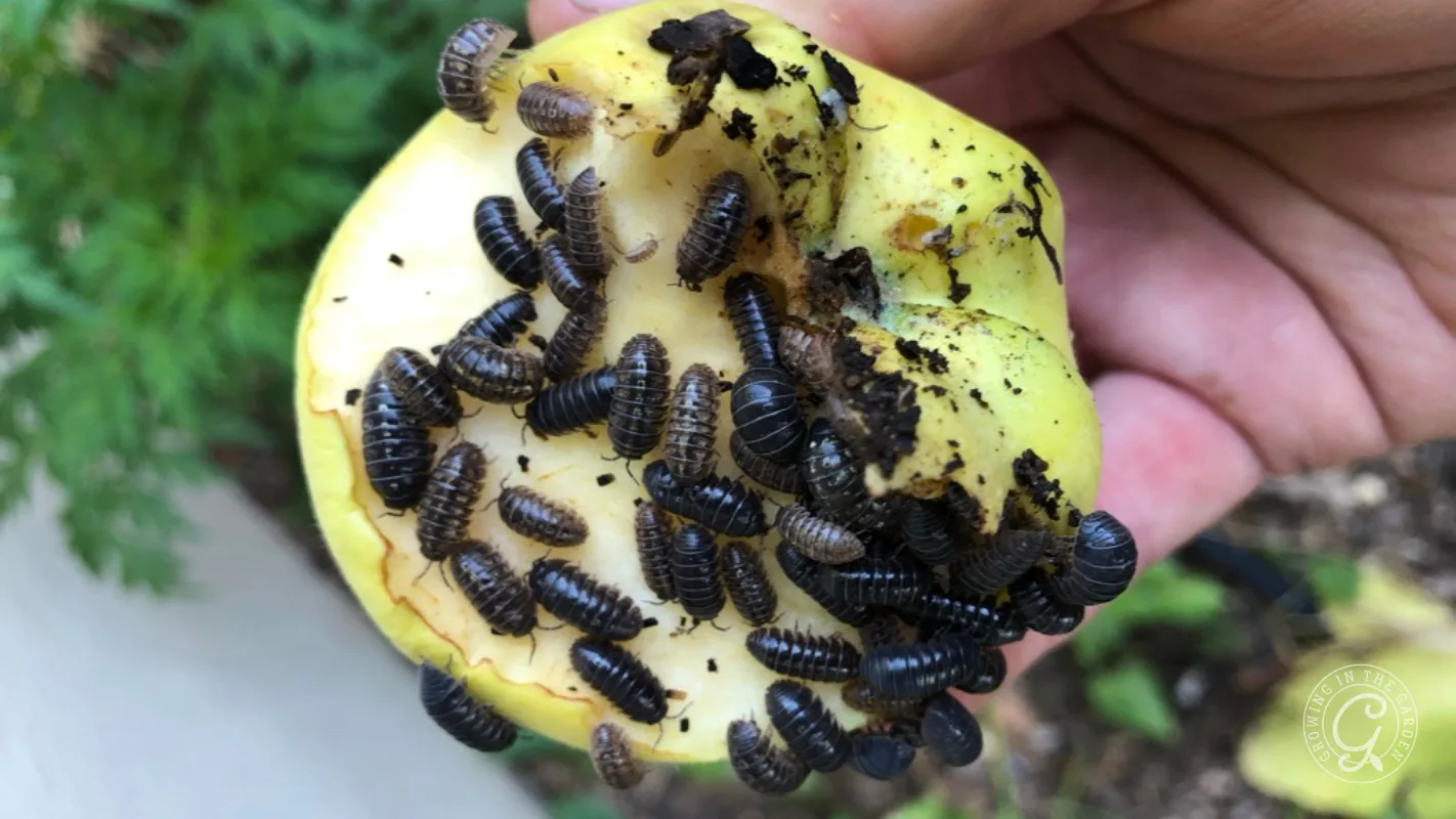 A hand holds a yellow apple covered with many black pill bugs crawling on its surface.