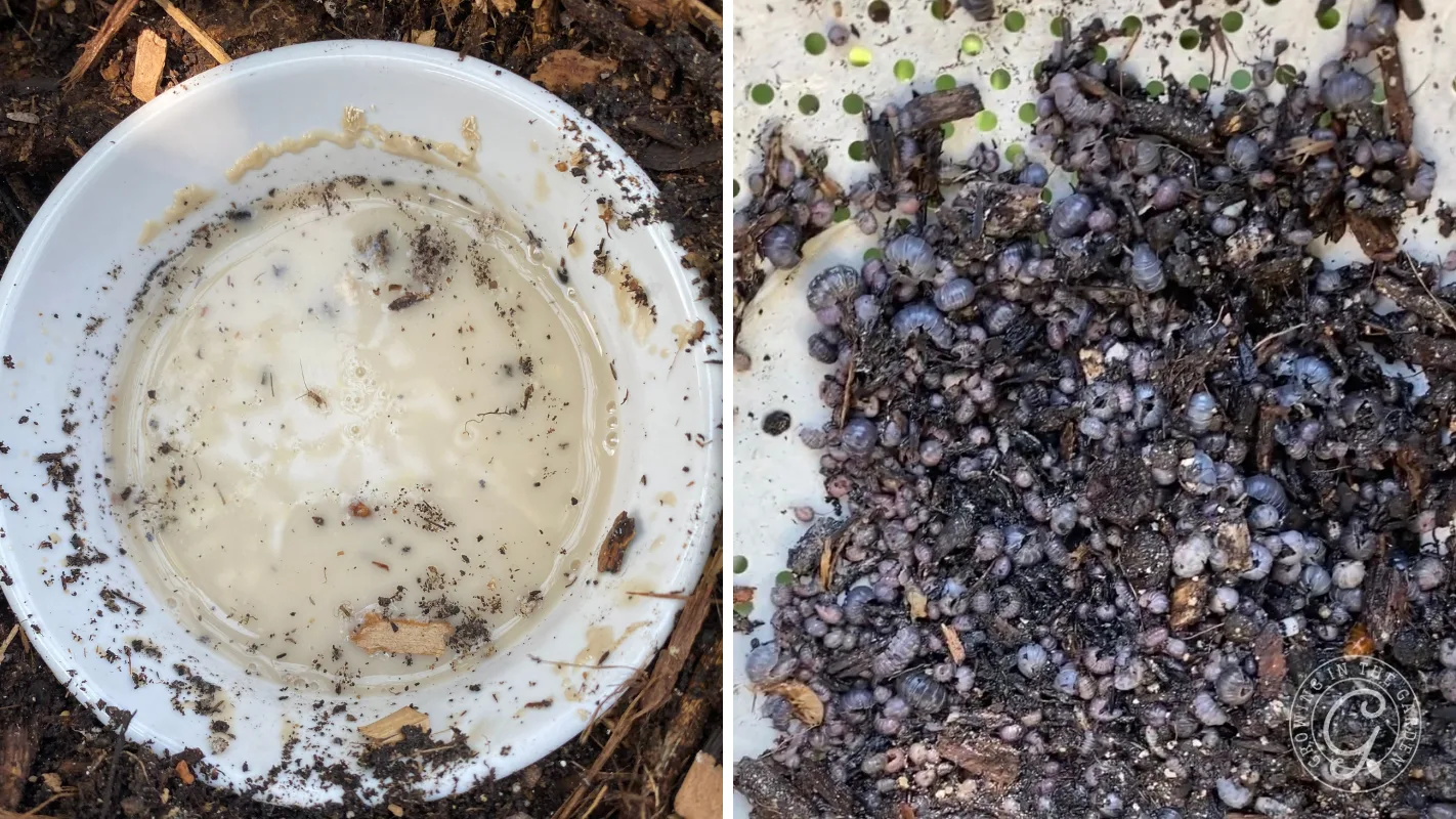 Left: white bowl with creamy liquid in dirt; right: pile of small, dark berries mixed with soil and debris.