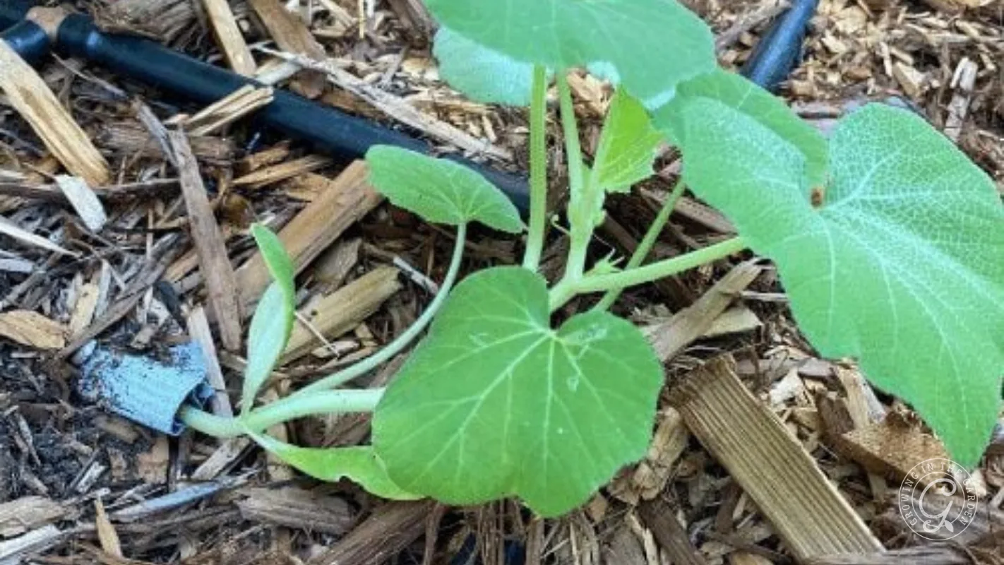 Young squash plant with broad green leaves growing in mulch, near a drip irrigation hose.