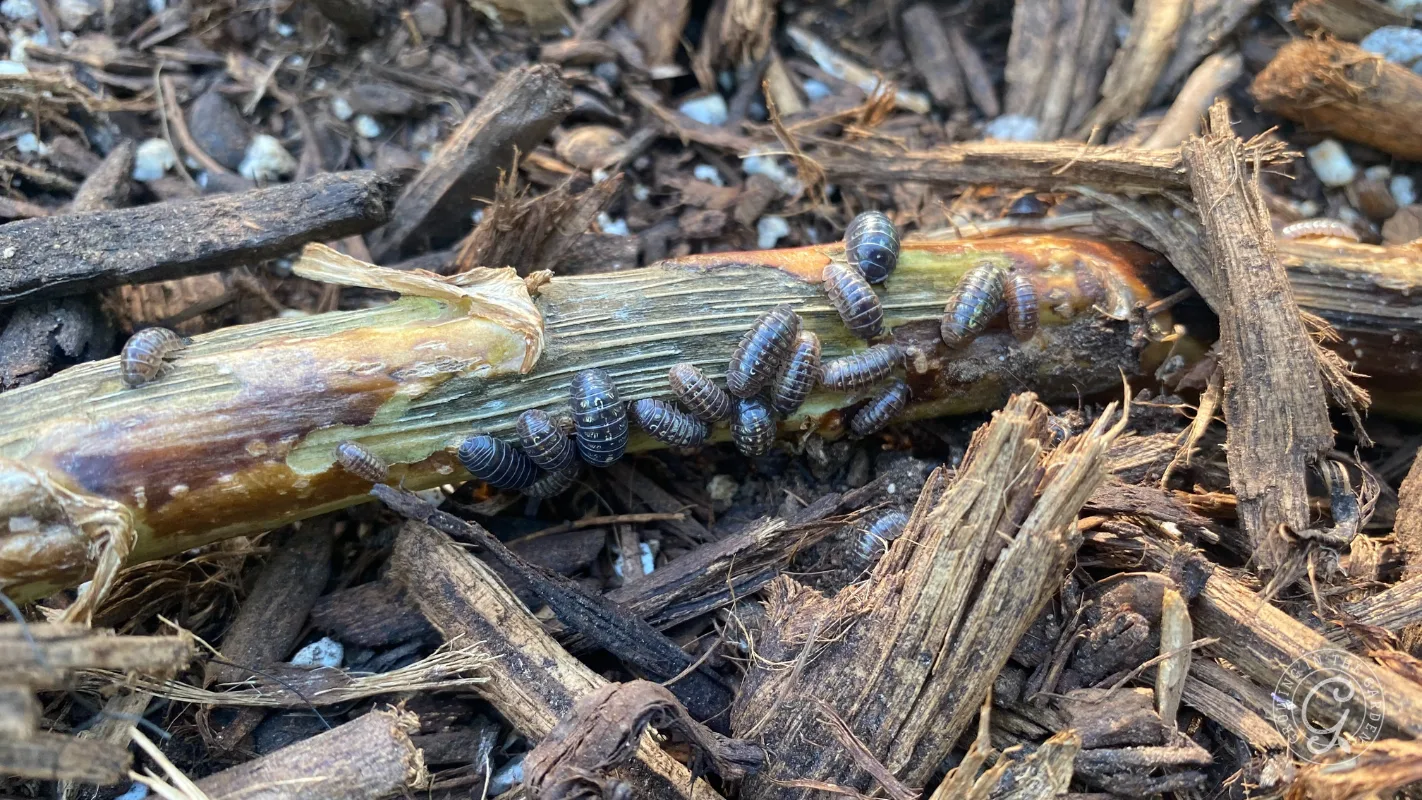 Several pill bugs crawl on a decaying plant stem among pieces of mulch and soil on the ground.
