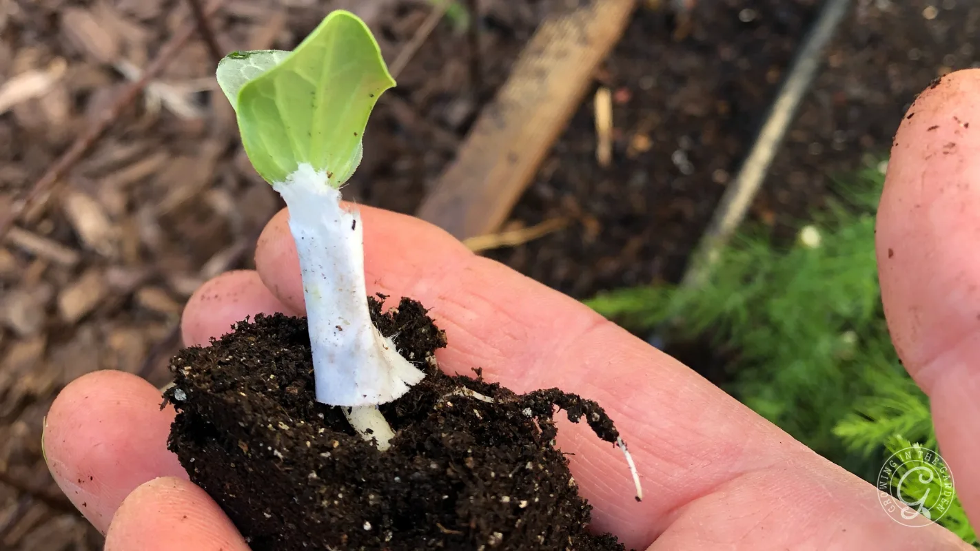 A hand holds a small seedling with a white stem and green leaves, surrounded by soil.