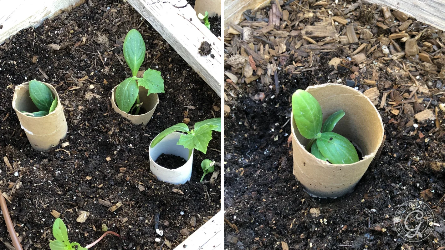 Seedlings growing in soil inside cut toilet paper rolls used as protective plant collars in a garden bed.