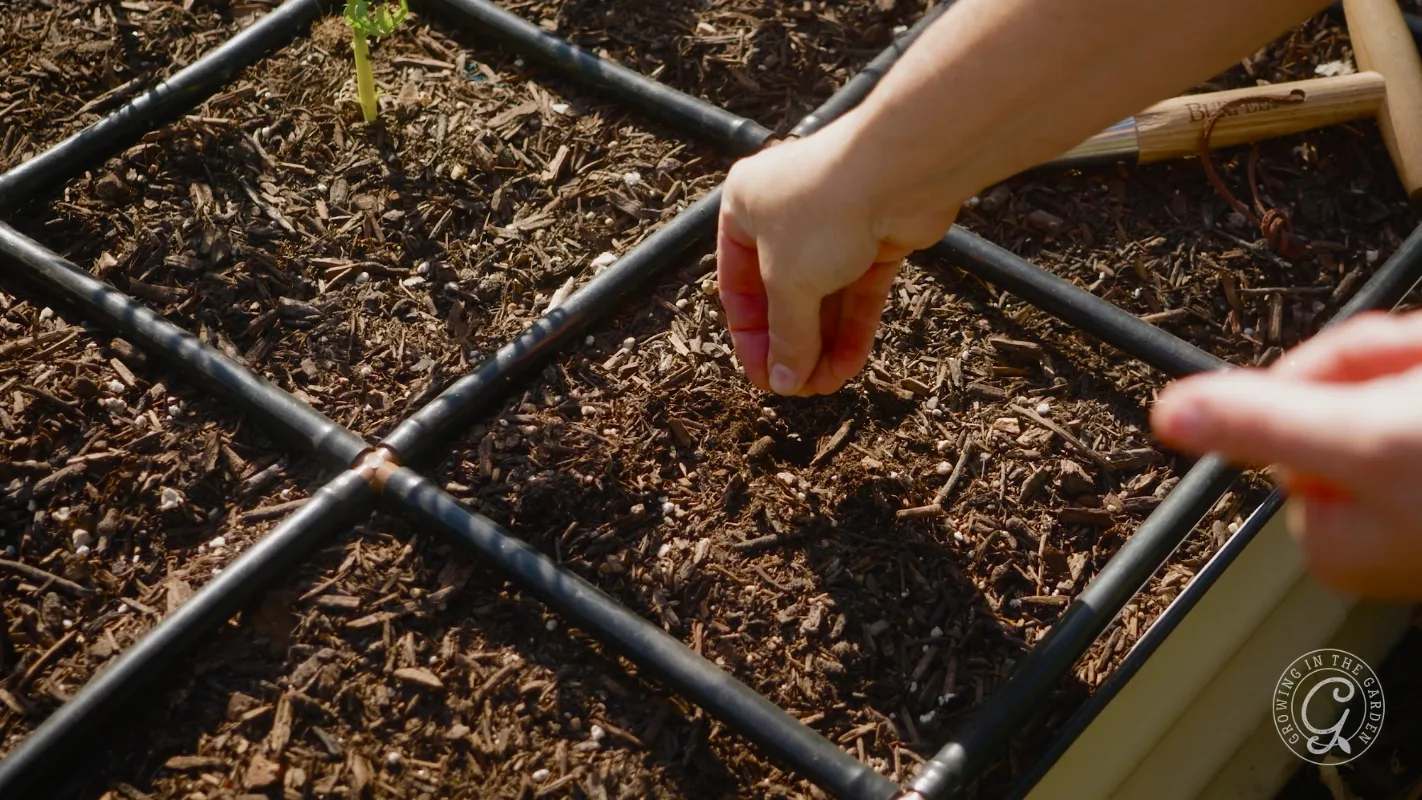 A hand plants seeds in a square section of a mulched garden bed marked with a black grid.
