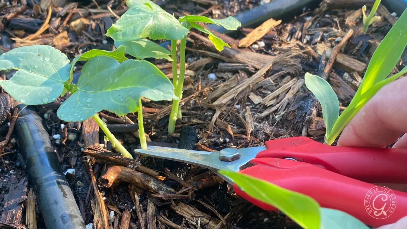 Red garden shears snipping a small green seedling among mulch and other young plants.