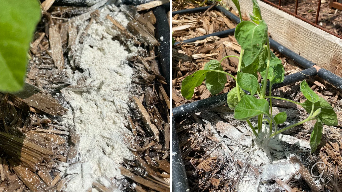White powder sprinkled around the base of plants in a garden bed covered with mulch.
