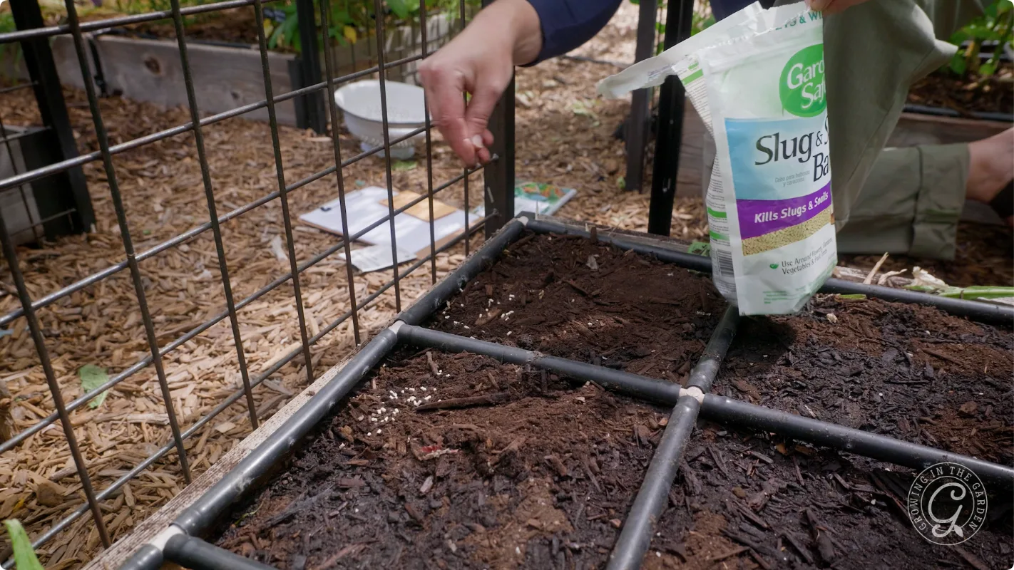 A person sprinkles Sluggo bait on soil in a garden bed divided by metal rods.
