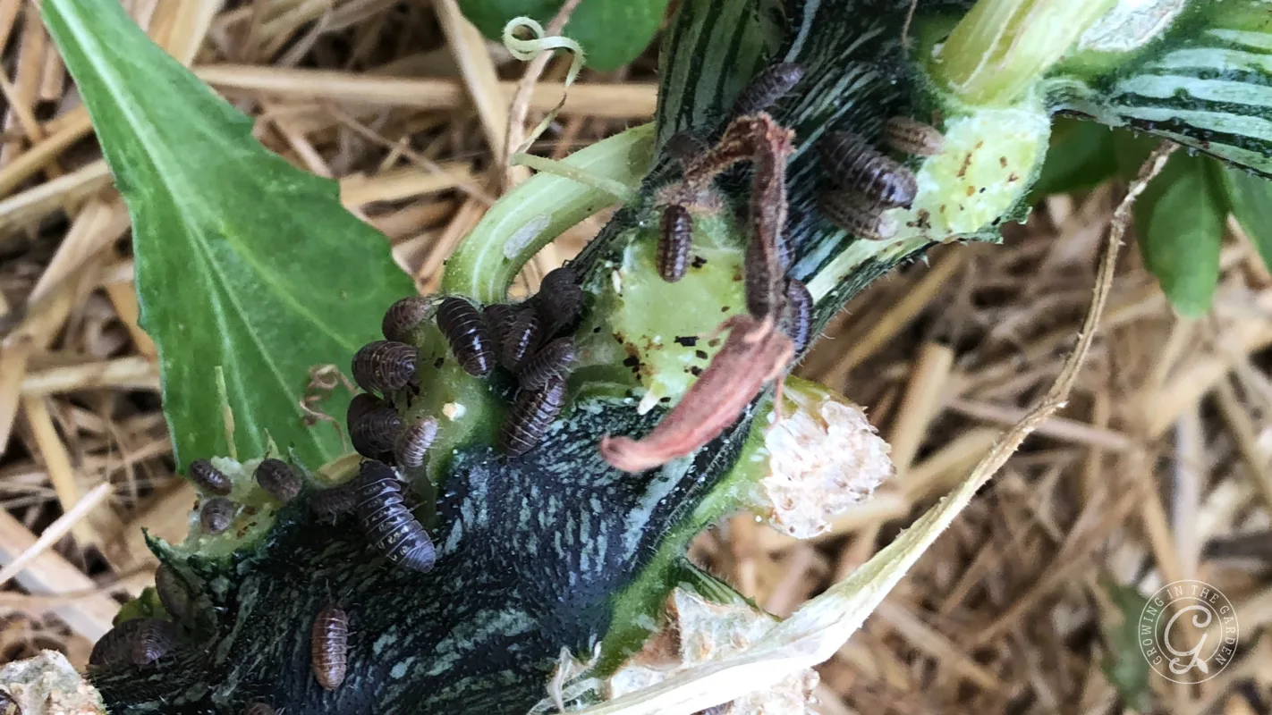 Close-up of small black insects clustered on a green plant stem with straw in the background.