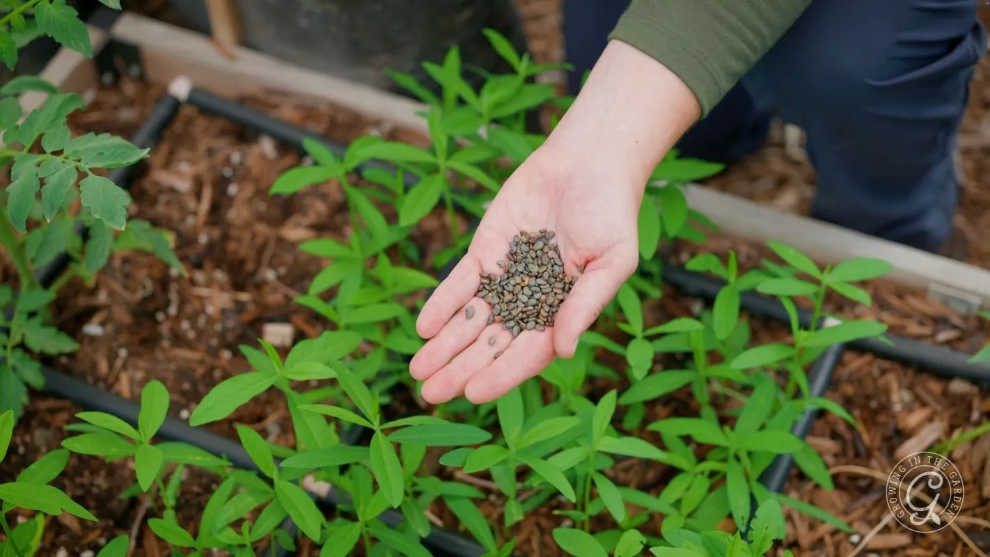 A hand holds small pellets over green plants in a garden bed with mulch and irrigation tubing visible.