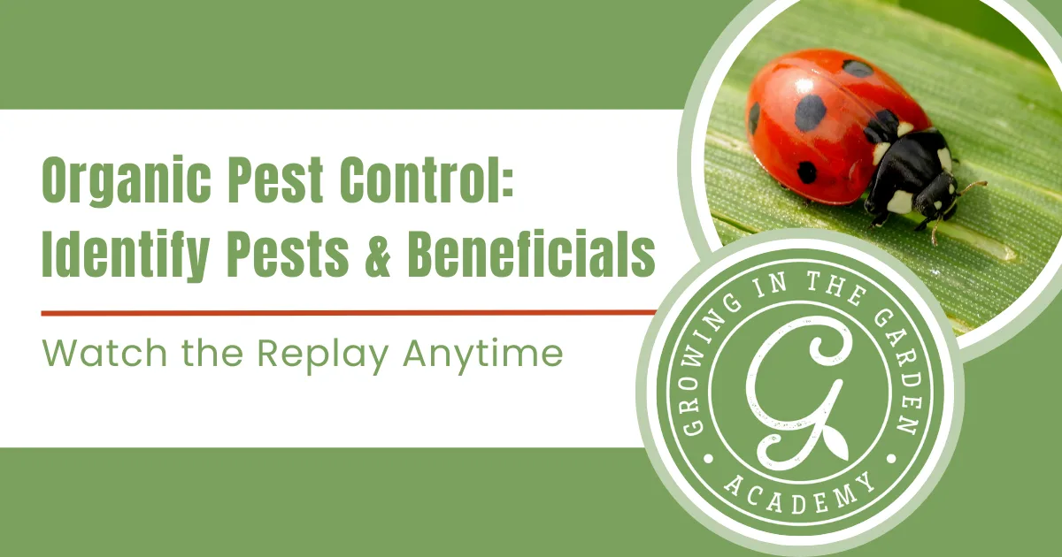 Green graphic for Organic Pest Control featuring a ladybug on a leaf and the Growing in the Garden Academy logo. Learn how to attract ladybugs instead of buying them for natural pest management in your garden.