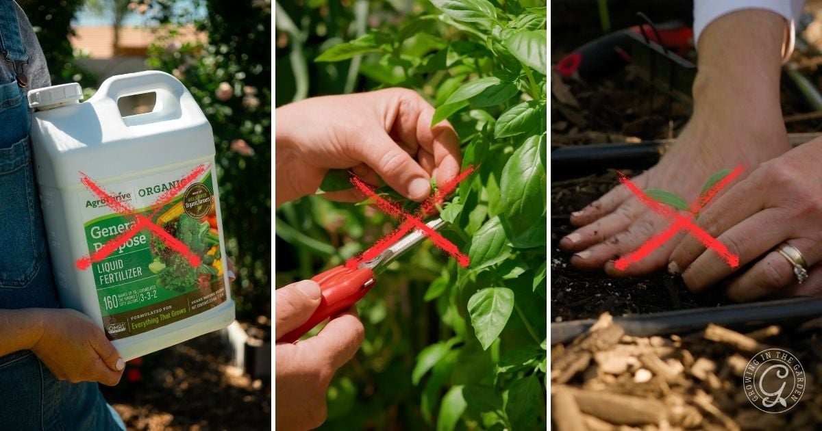 Collage showing fertilizer, pruning, and bare feet in a garden&mdash;each crossed out with a red X&mdash;highlighting what to avoid when gardening during a heatwave.