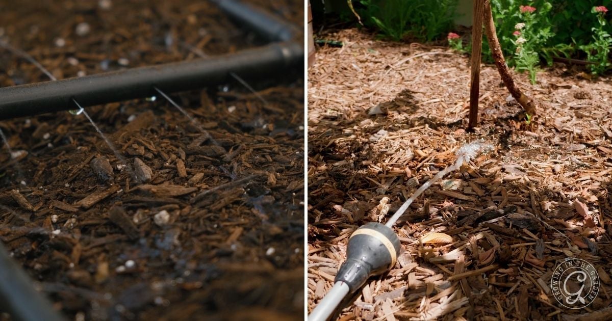 Close-up of garden soil: drip irrigation on the left and a hose watering mulch on the right&mdash;ideal techniques for high heat gardening and maintaining moisture during a heatwave.