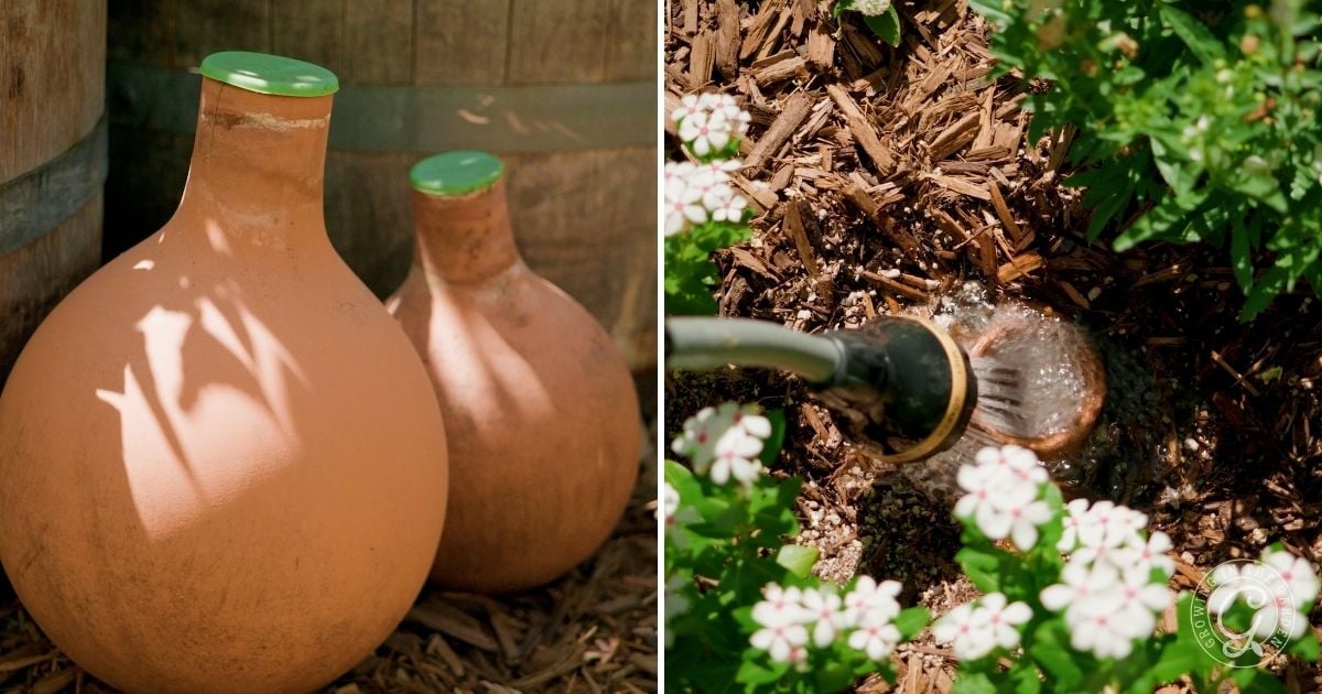 Two clay olla pots and a hose watering an olla in a garden bed with mulch and white flowers&mdash;an efficient method for high heat gardening or gardening during a heatwave.