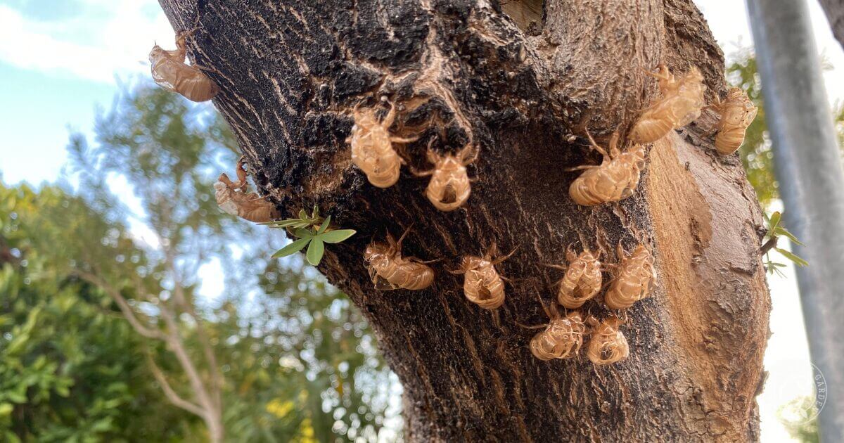 Several cicada exoskeletons cling to the rough bark of a tree trunk, grouped closely together—a familiar sight for Arizona gardening in July. Green leaves and blurred foliage form the background.
