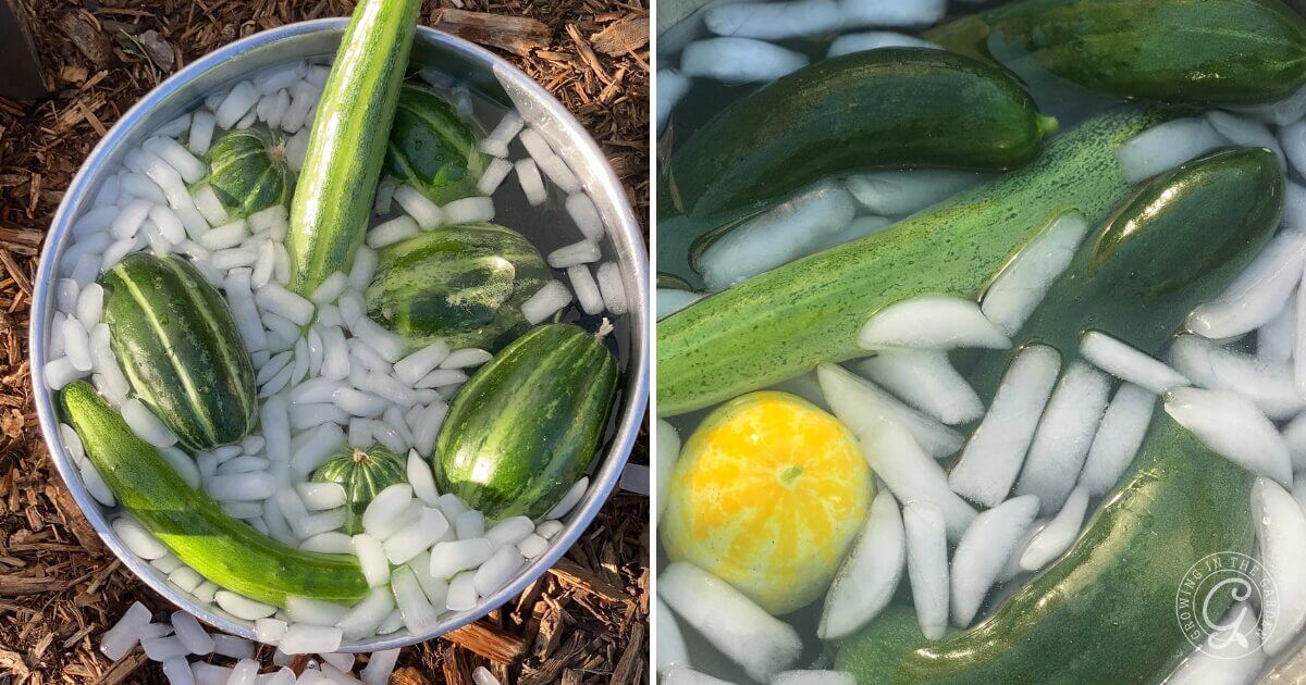 Here’s a tip for cucumbers after harvesting, Immediately immerse them in cold water to disperse “field heat” to increase the increase storage life and keep cucumbers crisp.